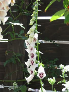 ジギタリス パムズチョイスの開花