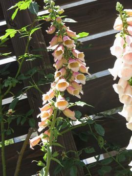 ジギタリス ポルカドットピパの開花