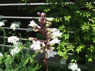 ペンステモンハスカーレッドの花のアップ