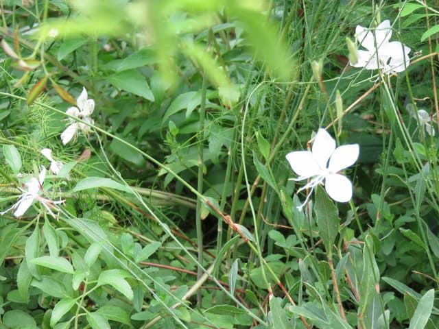 白いガウラの花