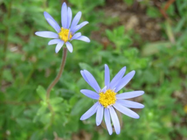 ブルーデージーの花のアップ