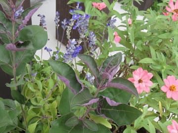 寄せ植えアップ
