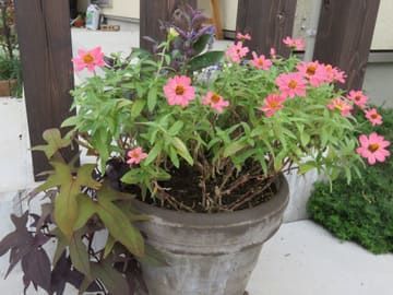 ミツバハマゴウプルプレアとピンクのジニアの寄せ植え
