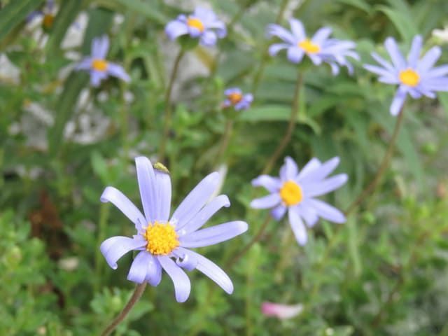 ブルーデージーの花