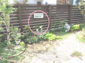 庭の一角移植予定地