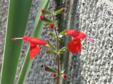 真っ赤なサルビアの花のアップ