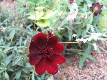 チョコレートコスモスの花のアップ