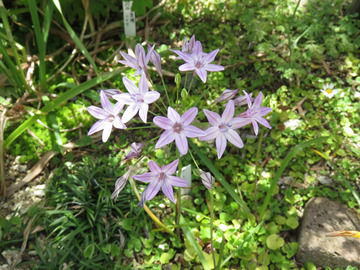 トリテレイアの花