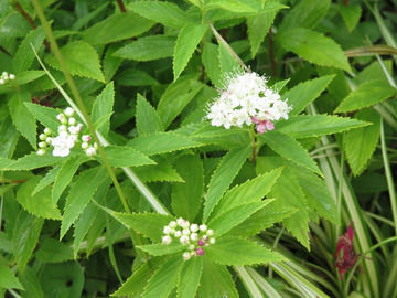 源平シモツケの花