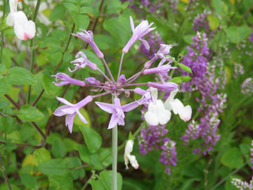 ツルバキア・シルバーレースの花