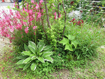 エゴノキの足元の植栽