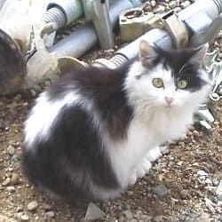 野良猫ロロ