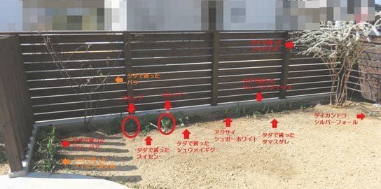草花がポツポツと植わった庭