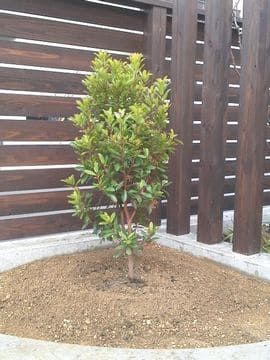 植えなおしたイチゴノキ