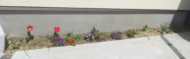 チューリップが咲いた細長い花壇