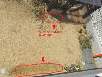ダイカンドラの種を蒔きました ちょっと曲がった家