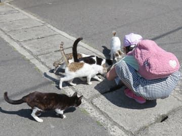 本浦港の猫たち