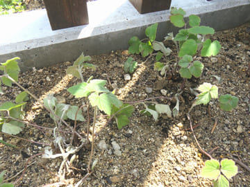 地植えにしたシュウメイギク