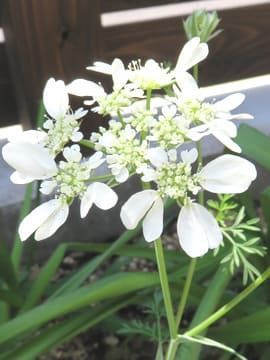 オルレアの花