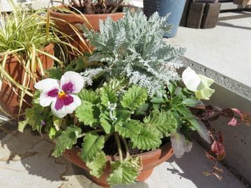 シルバーレースとパンジーの寄せ植え