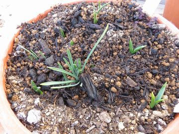 ムスカリとプスキニアの芽がでた植木鉢