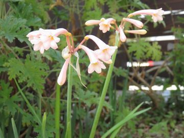笛吹水仙の花
