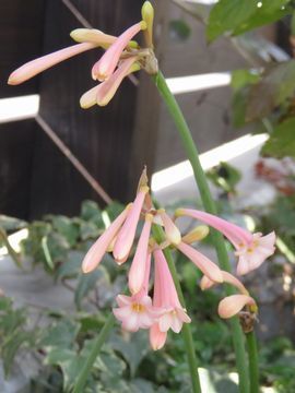 笛吹水仙の花