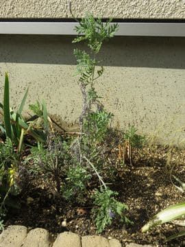花壇のラベンダー