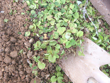 剥がされたダイカンドラ