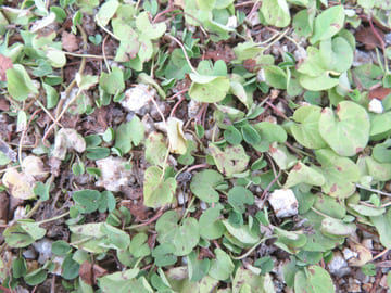 ダイカンドラのアップ