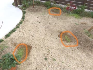 3カ所に植えられたダイカンドラ