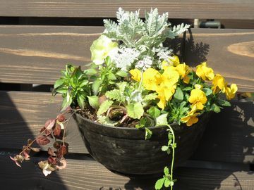 黄色いビオラやルブスを使ったハンギングの寄せ植え