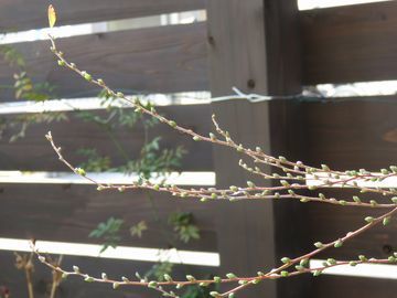 新芽が出始めたユキヤナギ