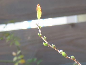 ユキヤナギの新芽
