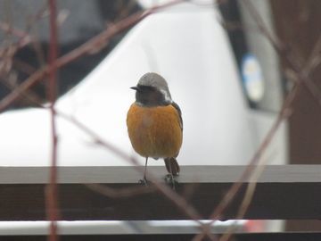 2019年2月にきたジョウビタキの雄