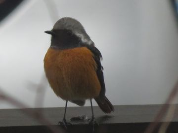 ジョウビタキのオスのアップ