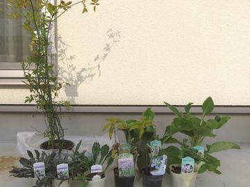 注文した苗
