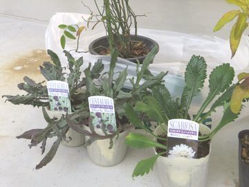 宿根草の苗