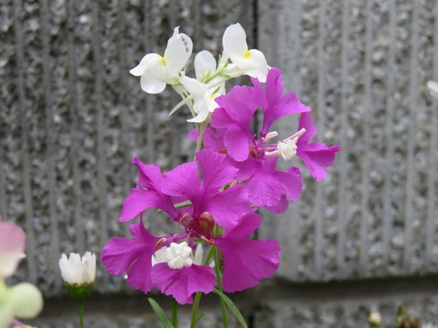 クラーキアプルケラ、クラーキアプルケア、ホソバサンジソウの花