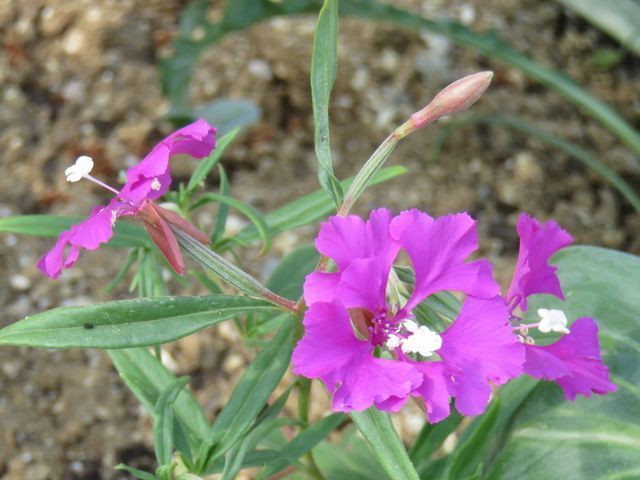 クラーキアプルケラ、クラーキアプルケア、ホソバサンジソウの花