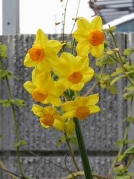 黄色い水仙の花