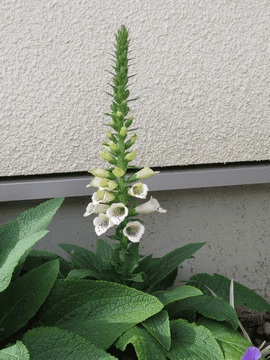 季節外れのジギタリスの花