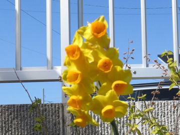青空と水仙の花