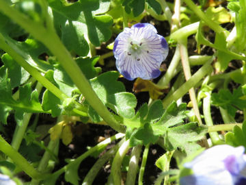 ネモフィラ・マキュラータの花