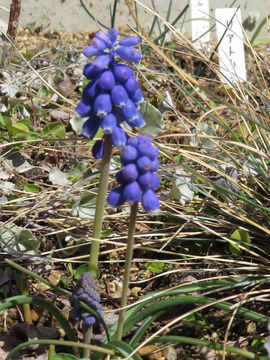 ムスカリの花