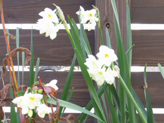 日本水仙の花