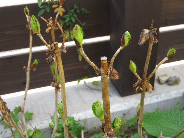 アジサイの新芽
