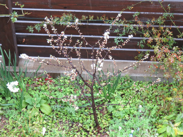 花が咲き始めたユスラウメ