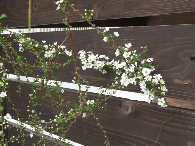 ユキヤナギの花のアップ