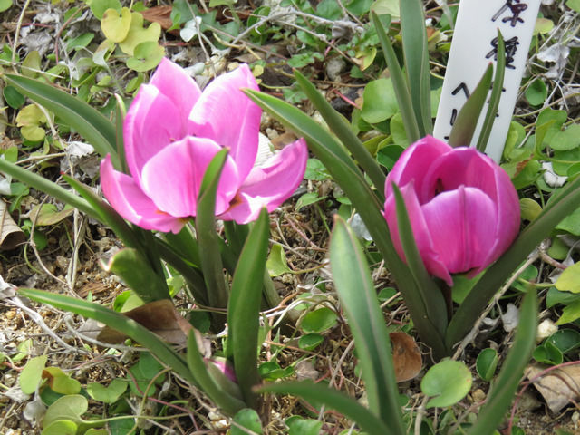 原種チューリップヘレナの開花